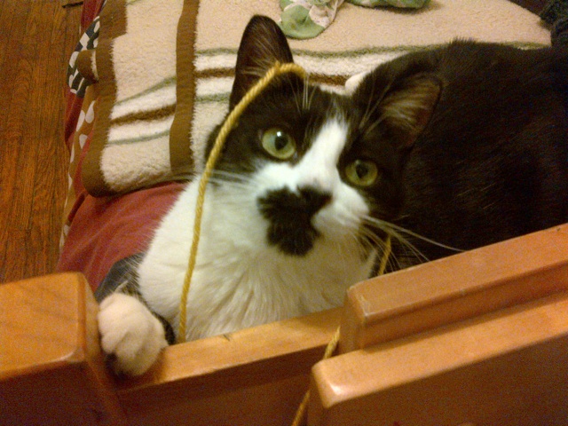 Ganymede loves to chase knitting.