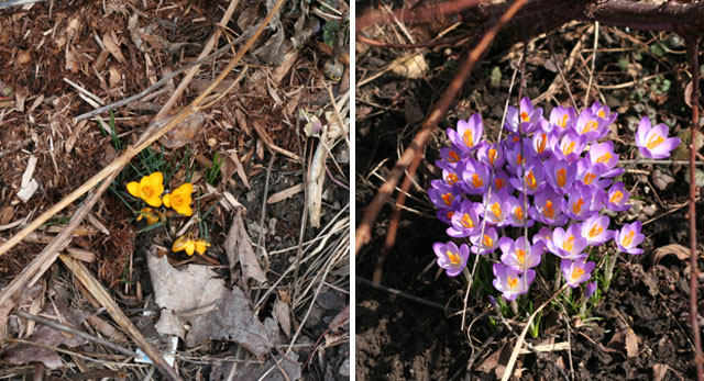 Crocuses – a sure sign of Spring.