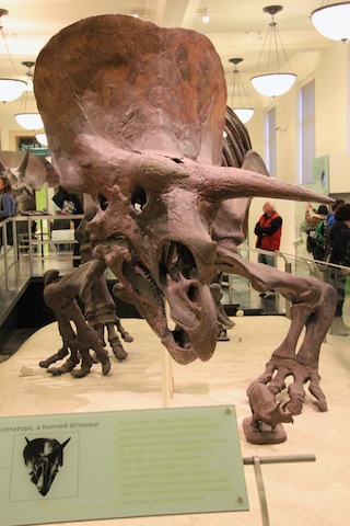 Dinosaurs! I had never seen dinosaur skeletons before, so this was pretty cool. (We also saw the big sea life and North American mammals exhibits.)