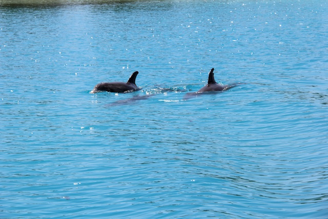 I'm avoiding family photos, since I didn't ask first, so instead I give you dolphins! These look like they're in a pool, but they're 100% wild and we saw them when leaving Spanish Wells, the cold, colonial town/island off Eleuthra's northwest side.