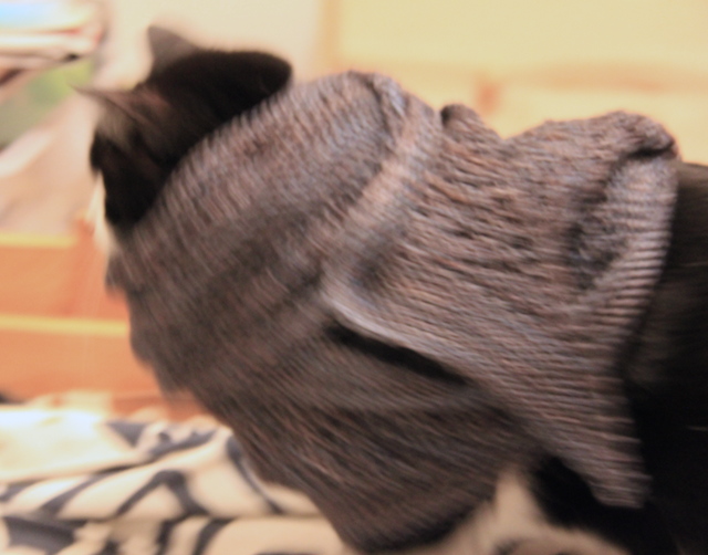 L thinks it's very funny to "dress" Ganymede in shawls/scarves and see what she does. I was laughing so hard at the put-upon expression she was making I couldn't hold the camera steady, but doesn't she look cozy?
