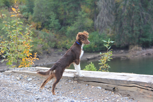 Tully! He's an Australian Shepherd, incredibly well behaved, and super energetic at 4.5 months old.